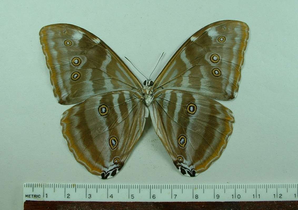 Male - Ventral<br>(Origin of the Specimen: French Guyana, Feb. 23, 2009)