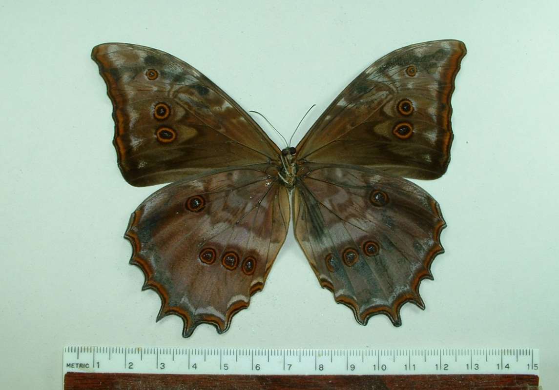 Male - Ventral View<br>(Origin of the Specimen: Veracruz, Mexico)