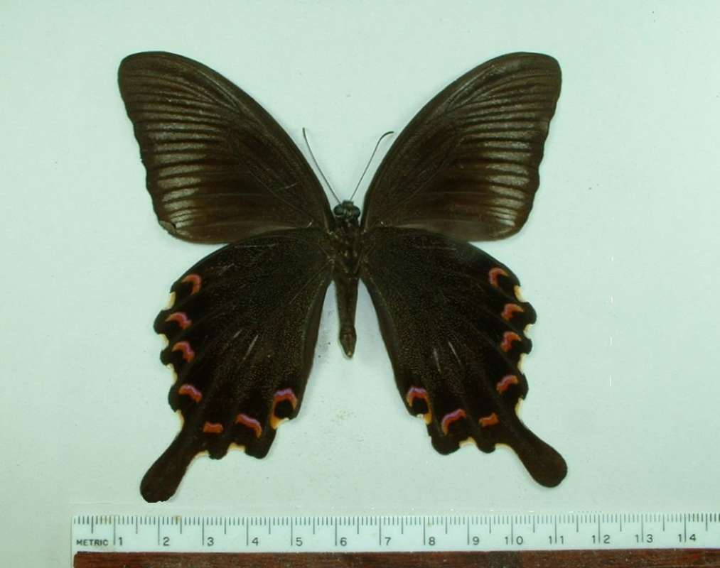 Male - Ventral<br>(Origin of the Specimen: Okinawa, Japan, May 2002)
