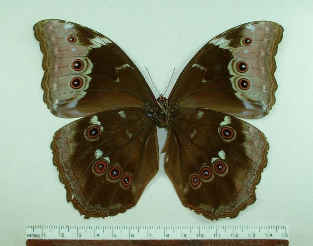 Female - Ventral View<br>(Origin of the Specimen: Peru)