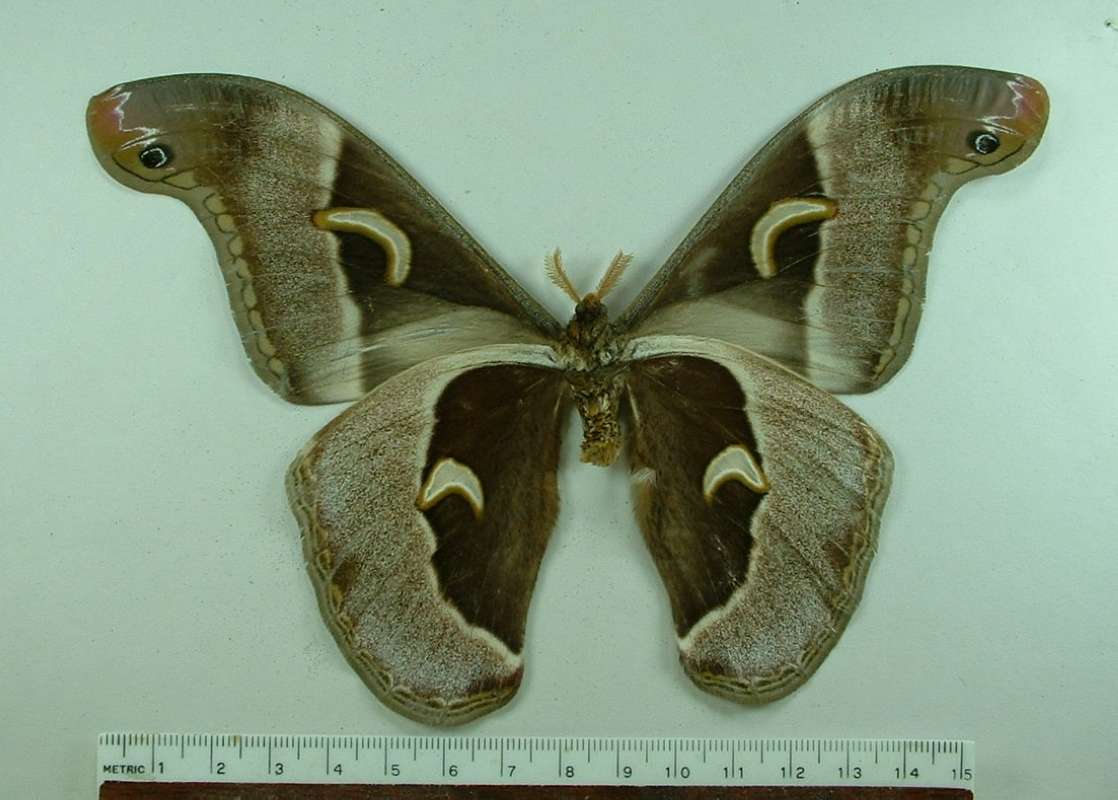 Male - Ventral View<br>(Origin of the Specimen: No Data Given)