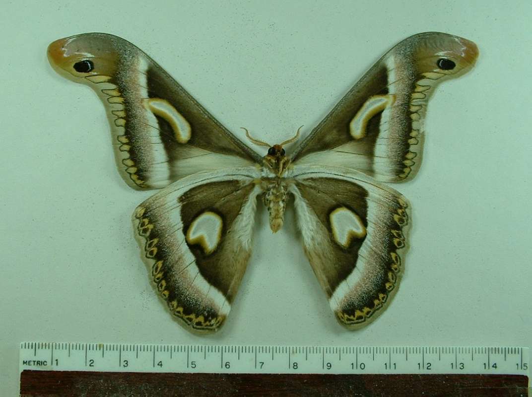 Male - Ventral View<br>(Origin of the Specimen: Cameroons, June 2004)