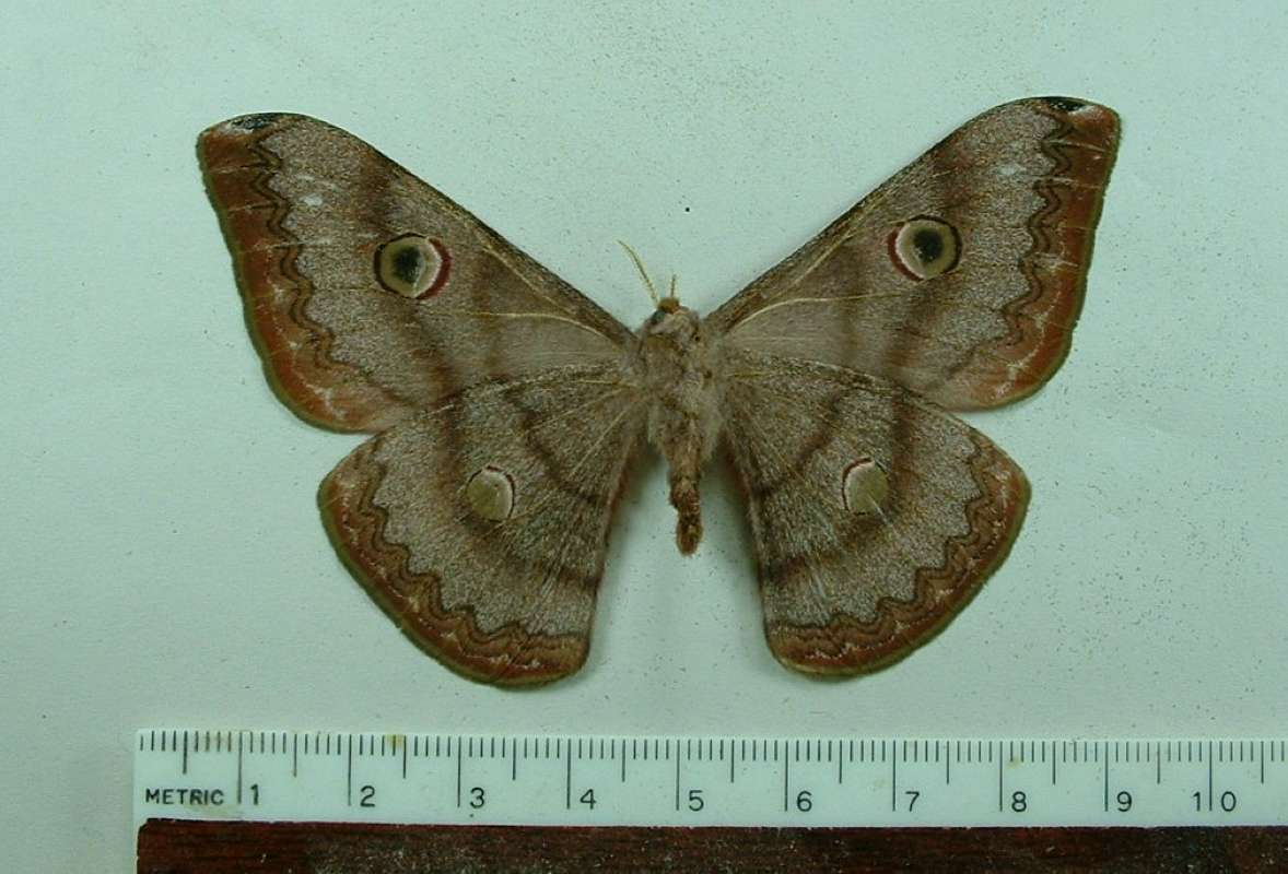 Female - Ventral View<br>(Origin of the Specimen: Myanmar, April 2008)