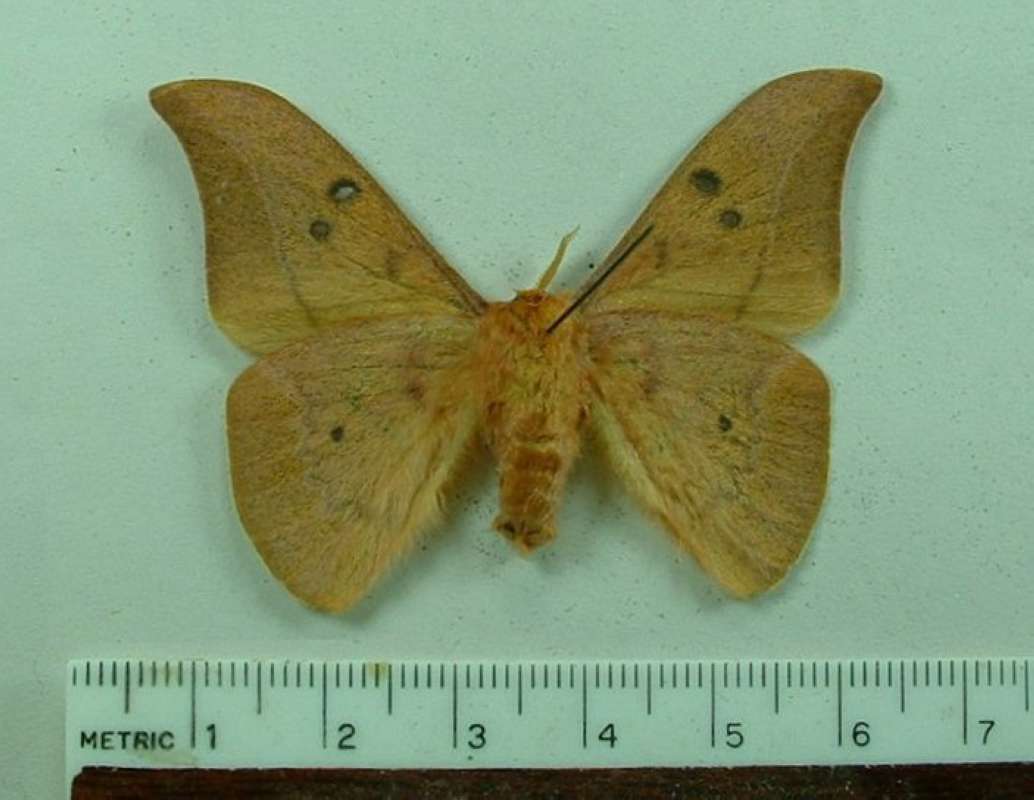 Female, Ventral View<br>(Origin of the Specimen: Baise City China)