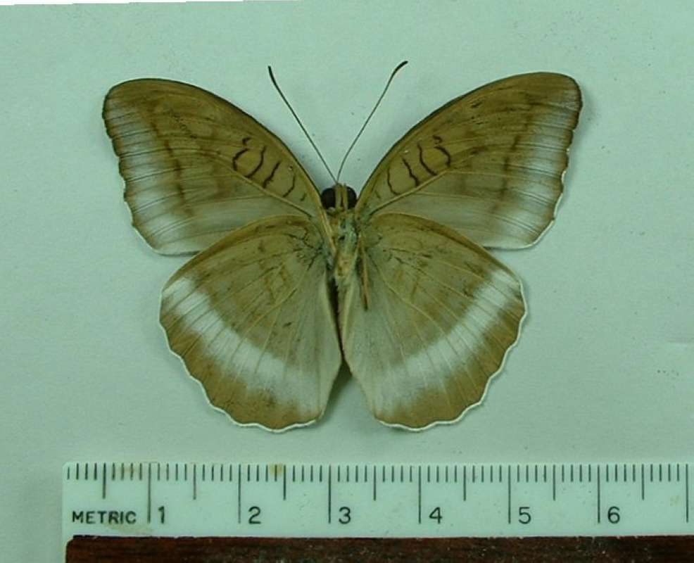 Male - Ventral View<br>(Origin of the Specimen: Java)