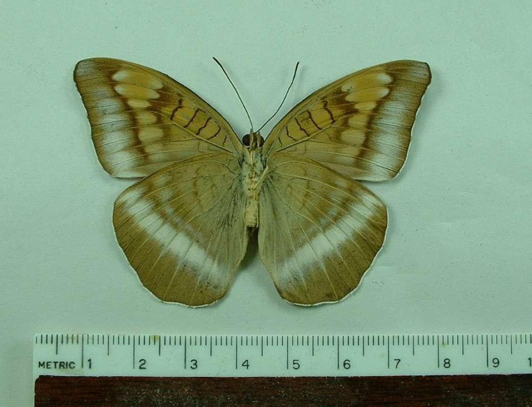 Female - Ventral View<br>(Origin of the Specimen: Java)