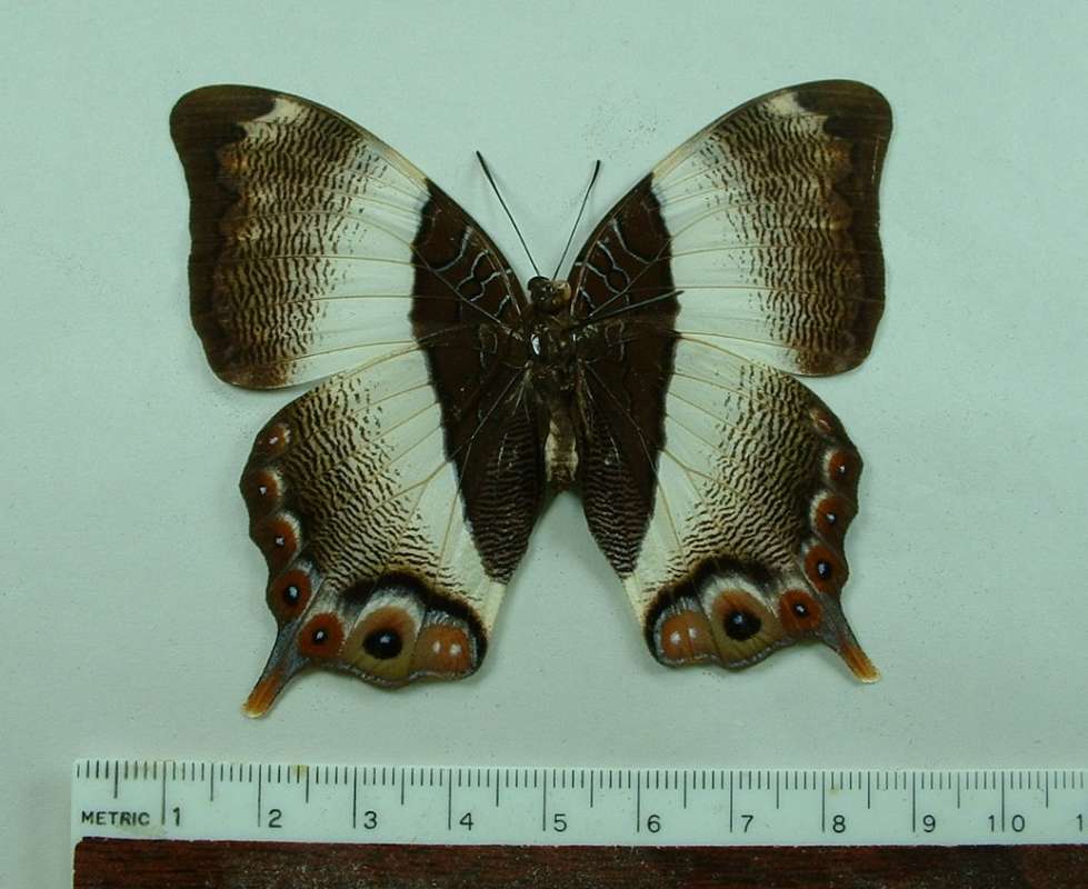 Female - Ventral View<br>(Origin of the Specimen: R.C.A. Dec. 2001)