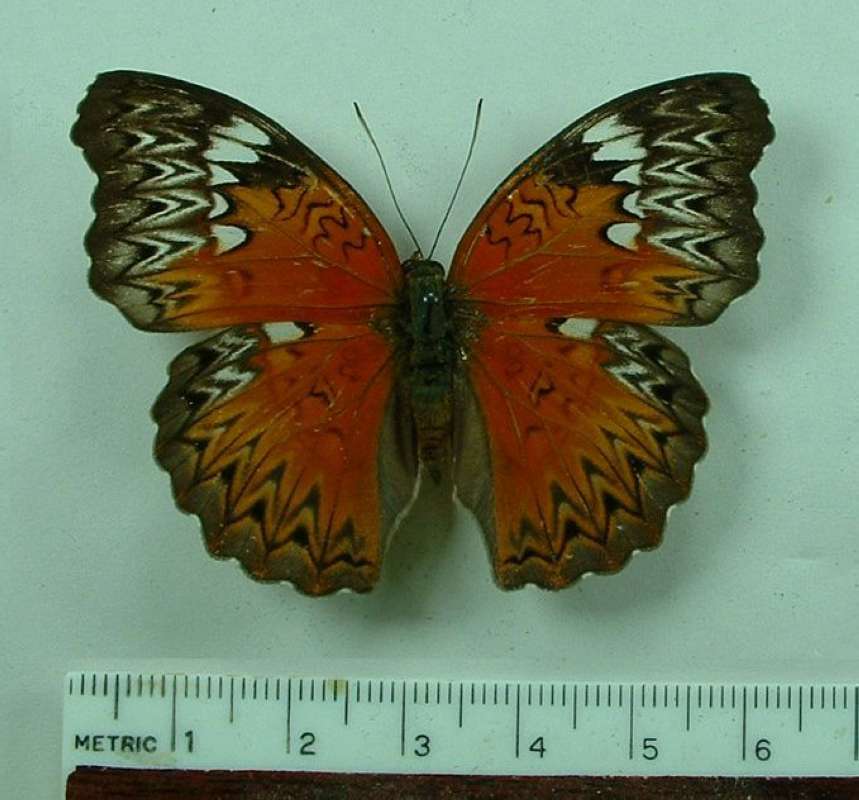 Female - Dorsal View<br>(Origin of the Specimen: R.C.A.   Feb 2009)