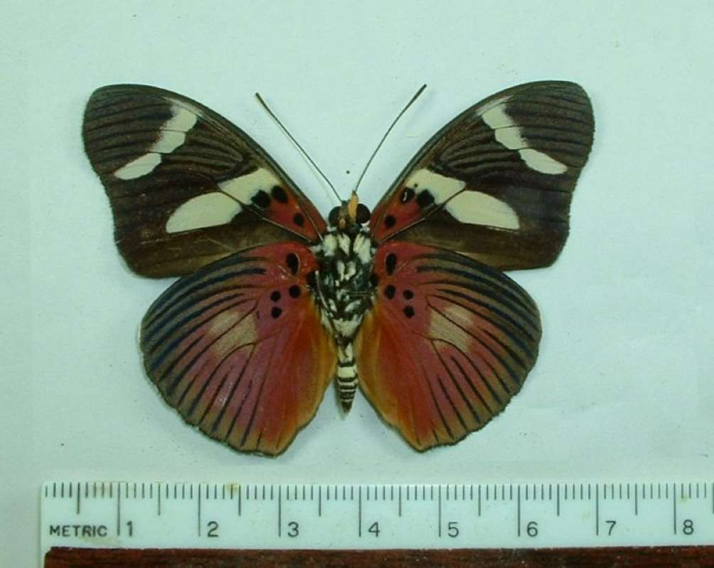 Male - Ventral View<br>(Origin of the Specimen: Congo, Apirl 2002)