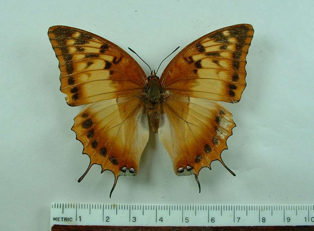 Female - Dorsal View<br>(Origin of the Specimen: Kenya, May 2008)