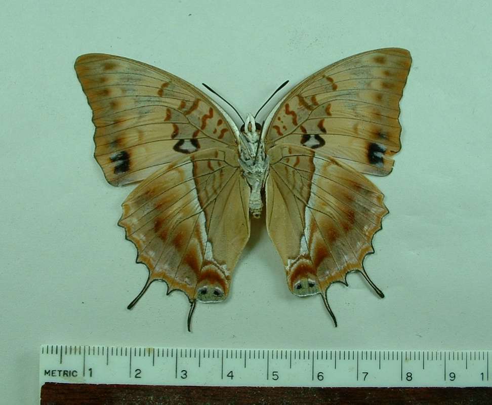 Female - Ventral View<br>(Origin of the Specimen: Kenya, May 2008)