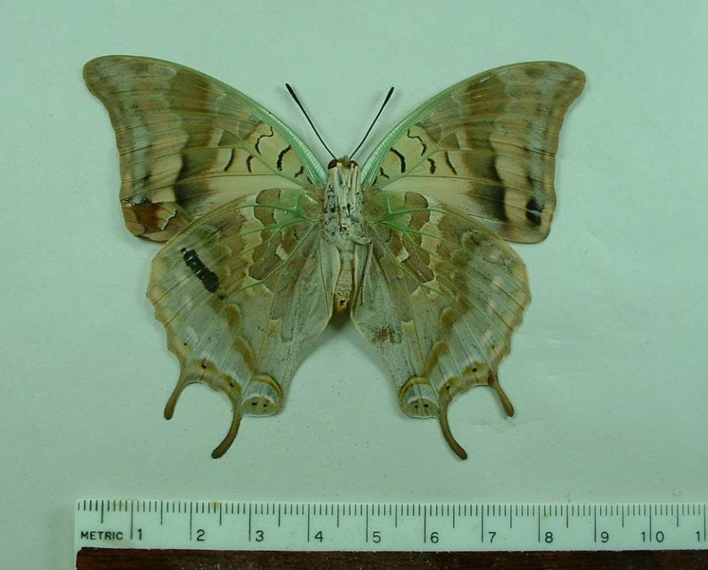 Female - Ventral<br>(Origin of the Specimen: Ethiopia, Nov. 2001)