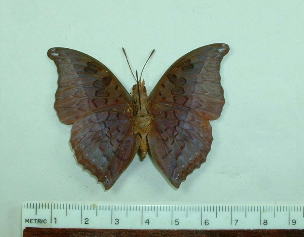 Male - Ventral View<br>(Origin of the Specimen: Gabon)