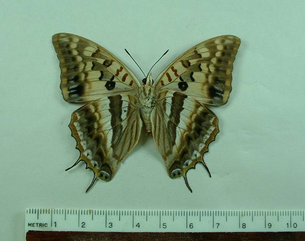 Female - Ventral View - ssp macclounii<br>(Origin of the Specimen: Shimba Hills, Kenya)
