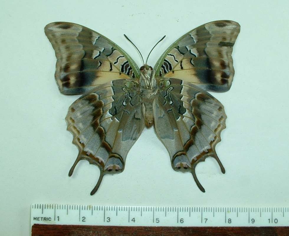 Female - Ventral<br>(Origin of the Specimen: Madagascar, March 2009)
