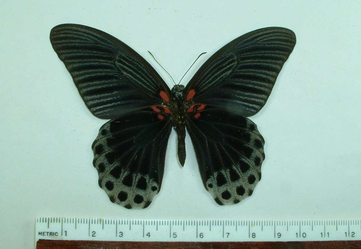 Male - Ventral View<br>(Origin of the Specimen: Java - Dec 2005)
