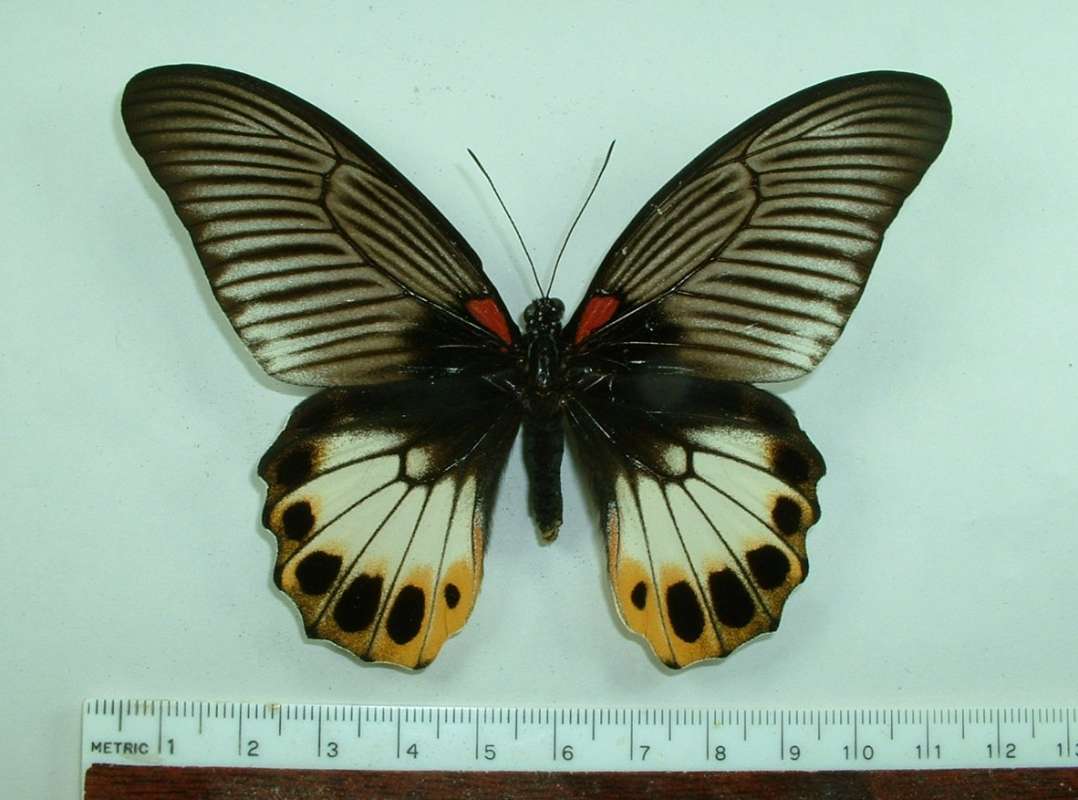 Female - Dorsal View (no tails)<br>(Origin of the Specimen: Java - Dec 2005)