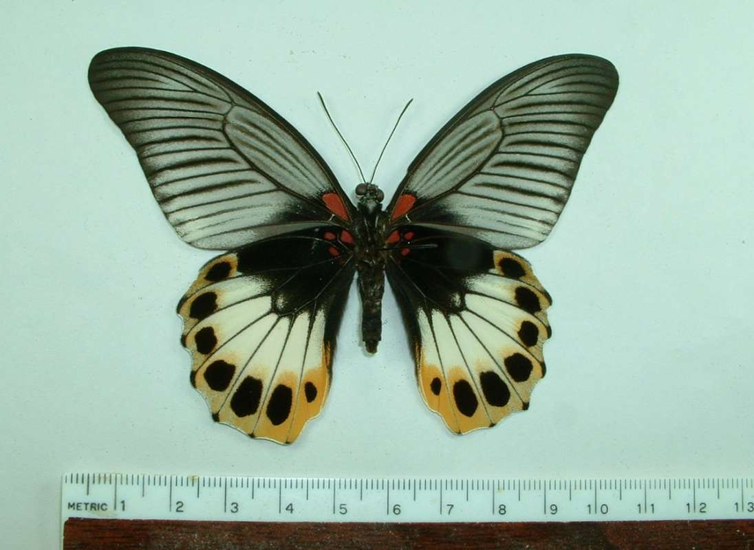 Female - Ventral View (no tails)<br>(Origin of the Specimen: Java - Dec 2005)