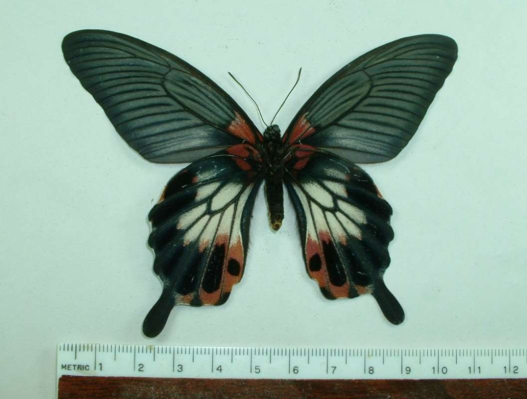 Female - Ventral View (With tails)<br>(Origin of the Specimen: Cambodia, March 2009)