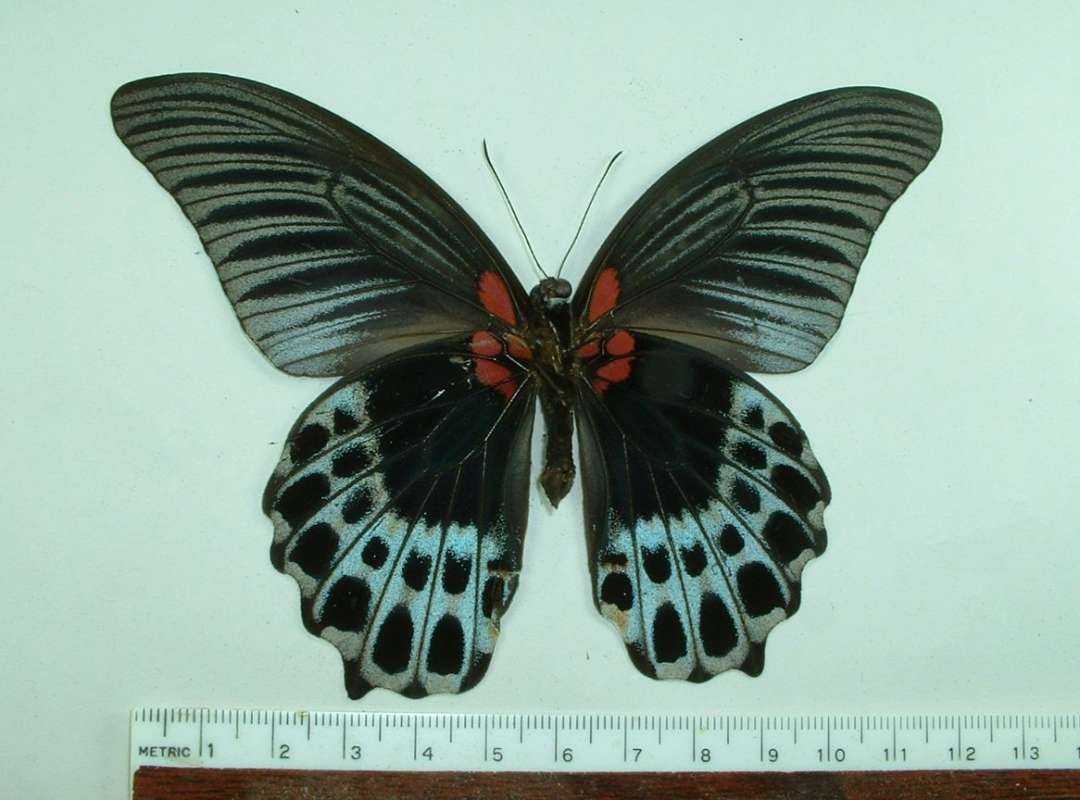 Male - Ventral View<br>(Origin of the Specimen: Banyak Isle, March 1993 (Sumatra))