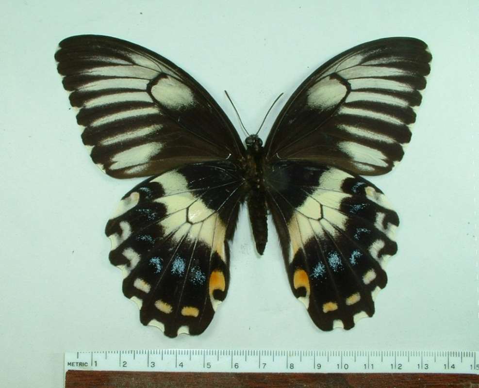 Female - Ventral<br>(Origin of the Specimen: Ceram, Nov. 1999)
