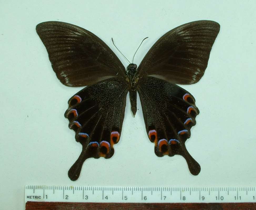 Male - Ventral<br>(Origin of the Specimen: Palawan, Nov. 1999)