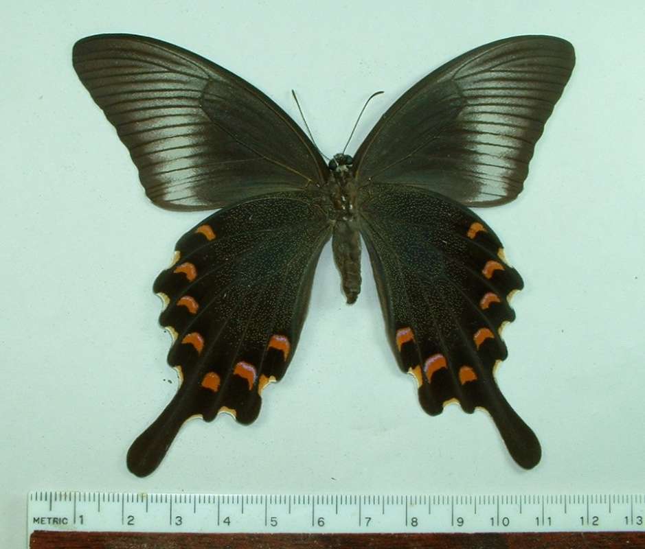 Female - Ventral View<br>(Origin of the Specimen: Vietnam, July 1992)