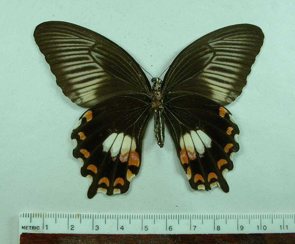 Female - Ventral<br>(Origin of the Specimen: Makassar, Celebes, April 1998)