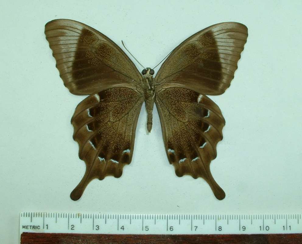 Male - Ventral View<br>(Origin of the Specimen: Tanjamea, Indones, Jan 2001)