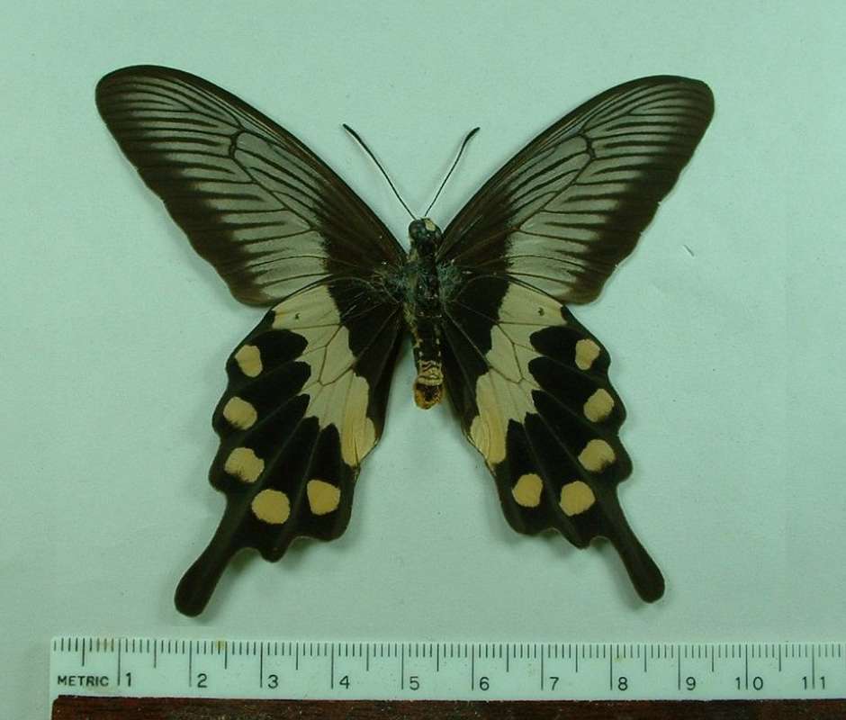 Male - Mounted Ventral<br>(Origin of the Specimen: Indonesia, Damar Island, July 2006)