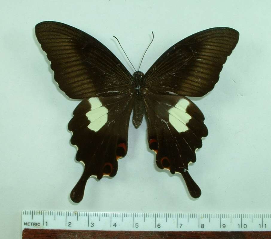 Female - Dorsal View<br>(Origin of the Specimen: Philippines)