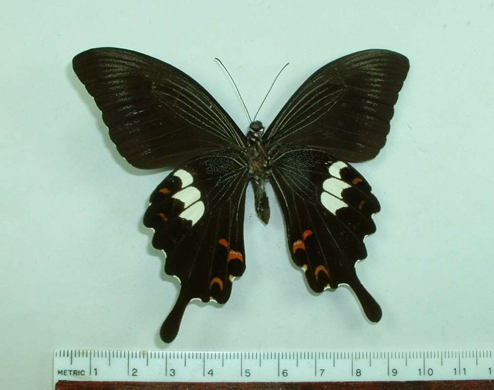 Male - Ventral View<br>(Origin of the Specimen: Philippines)