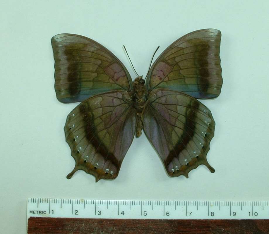 Male - Ventral<br>(Origin of the Specimen: Peleng, Indoneis)