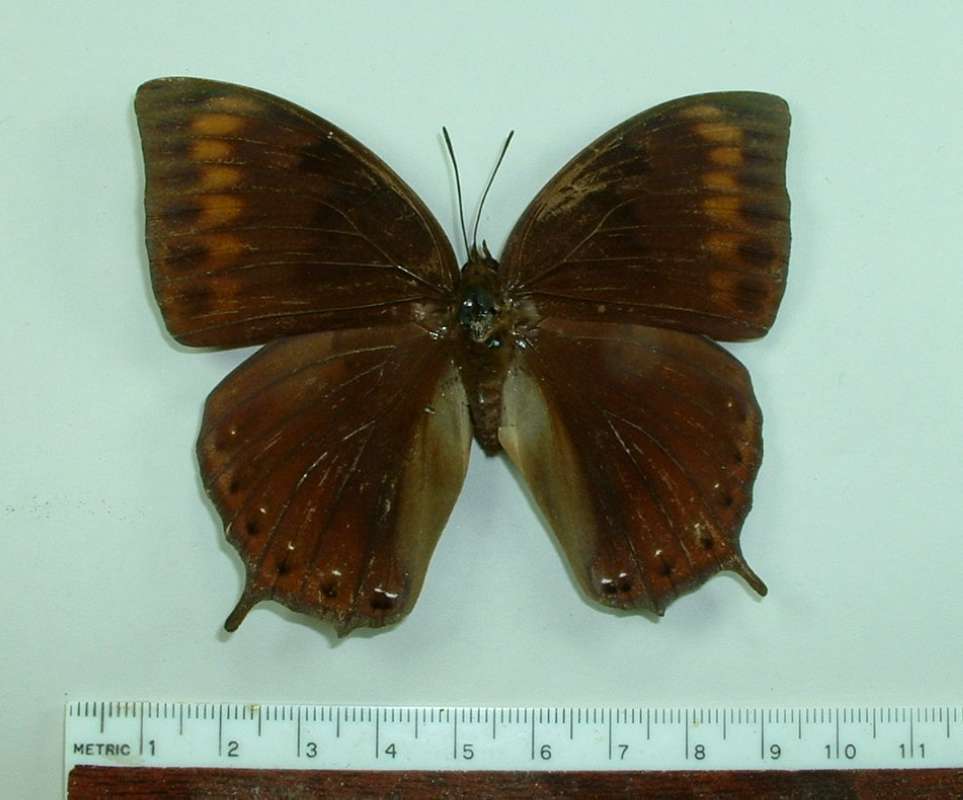 Female - Dorsal<br>(Origin of the Specimen: Peleng, Indoneis)