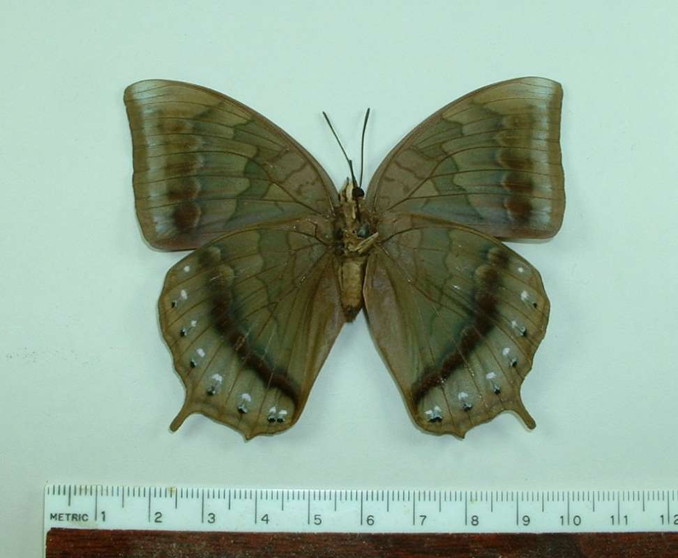 Female - Ventral<br>(Origin of the Specimen: Peleng, Indoneis)