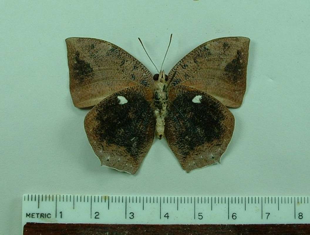 Male - Ventral View<br>(Origin of the Specimen: Paraguay, Dec. 2002)