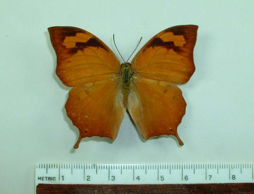 Female - Dorsal View<br>(Origin of the Specimen: Paraguay, Dec. 2002)