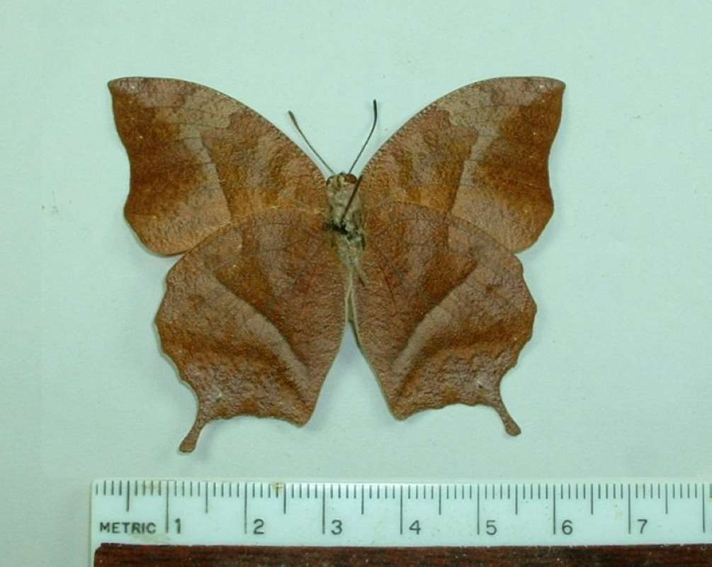 Female - Ventral View<br>(Origin of the Specimen: Paraguay, Dec. 2002)