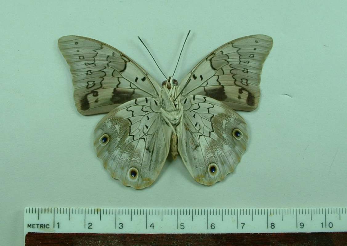 Male - Ventral View<br>(Origin of the Specimen: Mexcio)