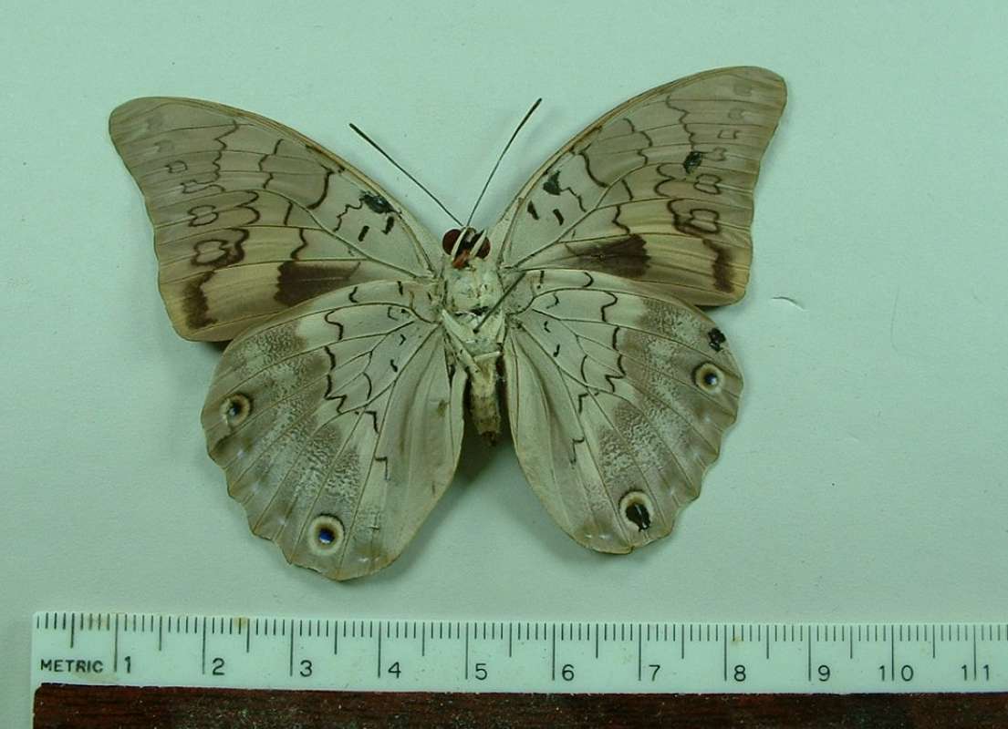 Female - Ventral View<br>(Origin of the Specimen: Mexcio)