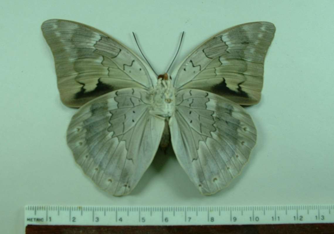 Female - Ventral<br>(Origin of the Specimen: Satipo, Peru, June 2008)