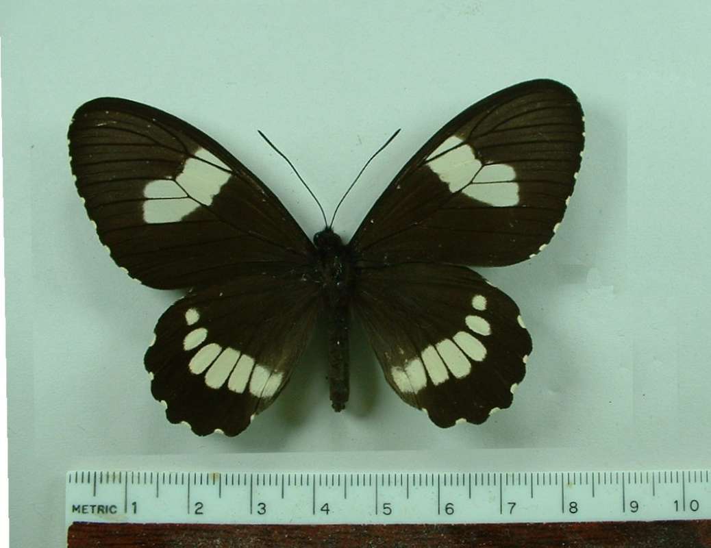 Female - Dorsal<br>(Origin of the Specimen: Loreto, Peru, Dec. 2007)