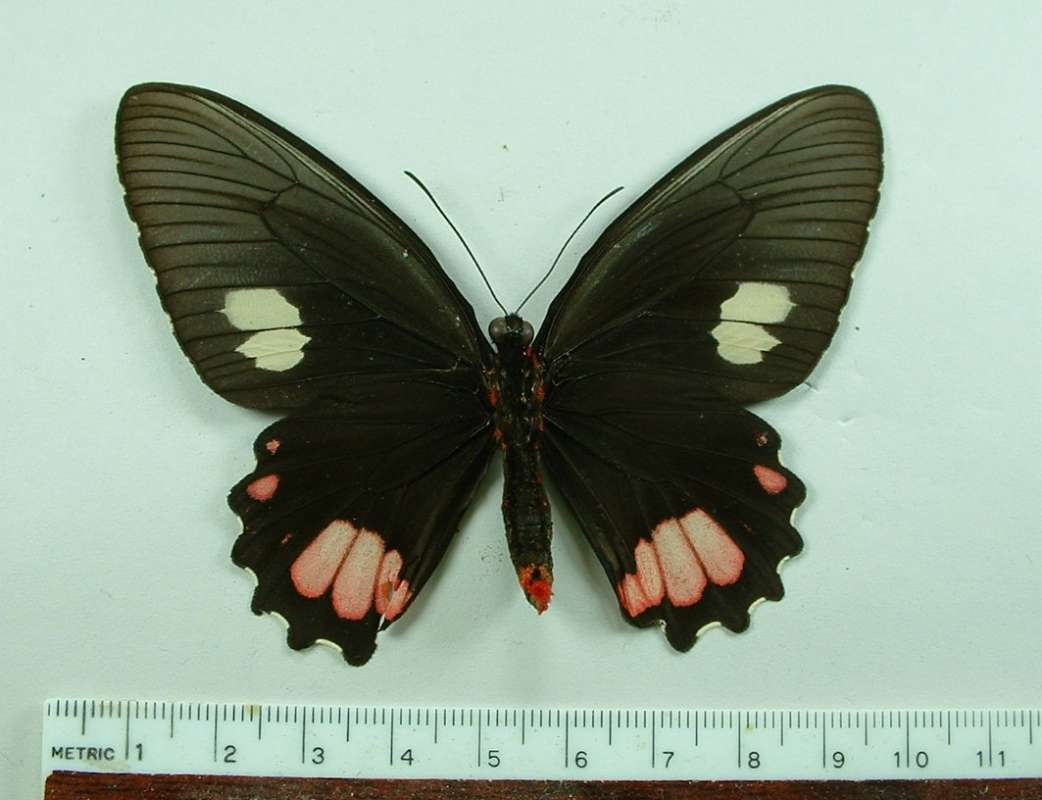 Female - Ventral<br>(Origin of the Specimen: Peru, April 2009)