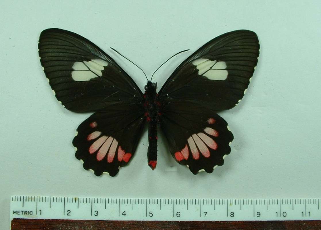 Female - Ventral<br>(Origin of the Specimen: Bolivia, Dec. 3, 1999)