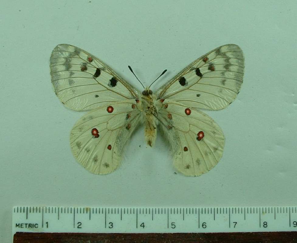 Male - Ventral View<br>(Origin of the Specimen: Trinity Co., Calif, July 15, 1989)