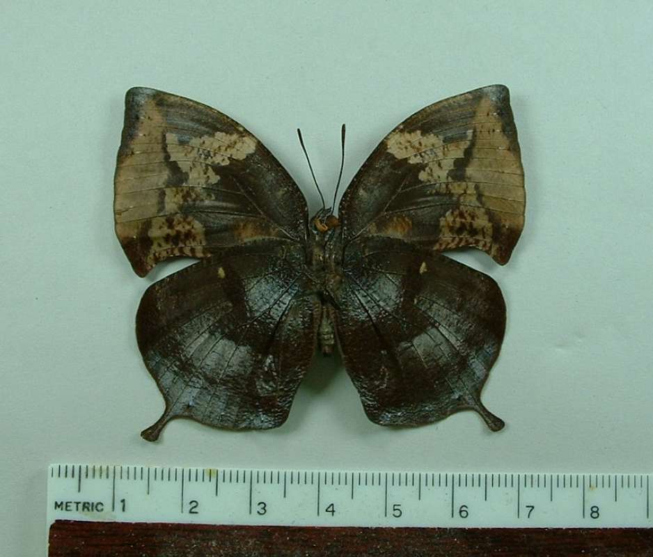Female - Ventral<br>(Origin of the Specimen: Puebla, Mexico, Sept 1987)