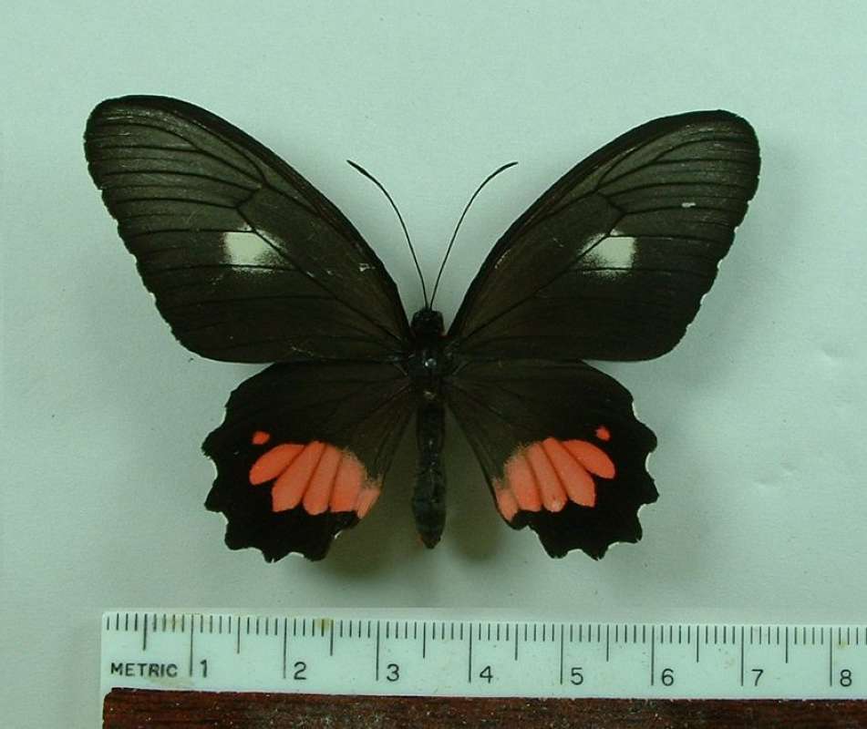 Female - Dorsal<br>(Origin of the Specimen: Buga, Colombia, April 1987)