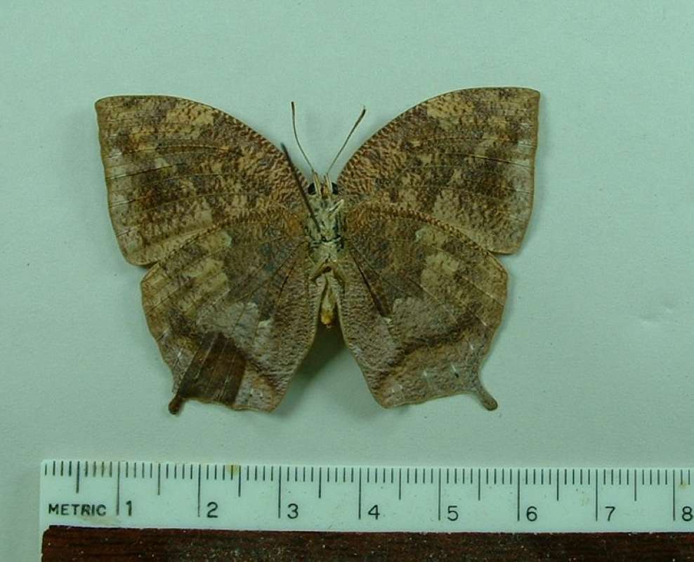 Female - Ventral<br>(Origin of the Specimen: Junin, Peru, Nov 5, 1998)