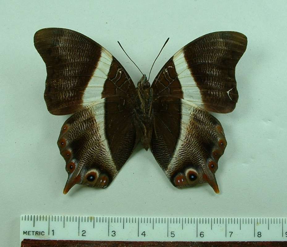 Male - Ventral View<br>(Origin of the Specimen: Bangui, R.C.A. Circa 1980)