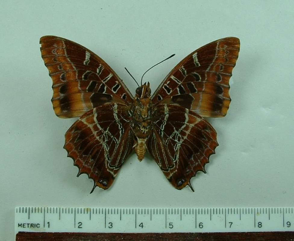 Male - Vental<br>(Origin of the Specimen: Bangui, R.C.A., Circa 1980)